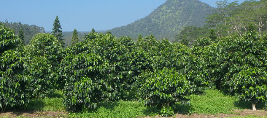 Coffee trees