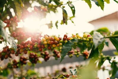 Coffee cherries at origin growing on a branch