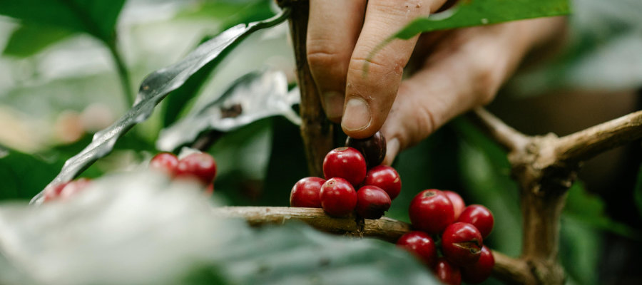 hand picking ripe coffee cherries