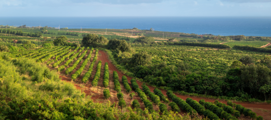   2024 Hawaii Origin Labeling Requirements